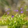 Lobelia – Techno Cobalt Blue – 4.5″ Pot
